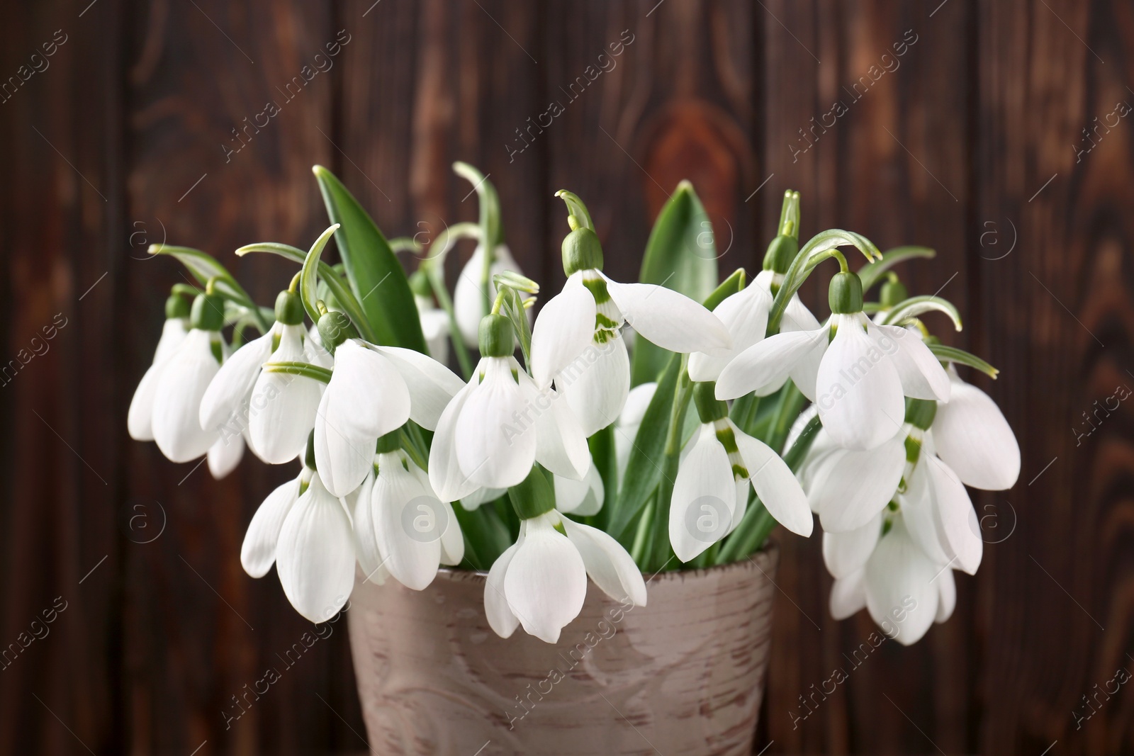 Photo of Beautiful snowdrops in vase against wooden wall, closeup