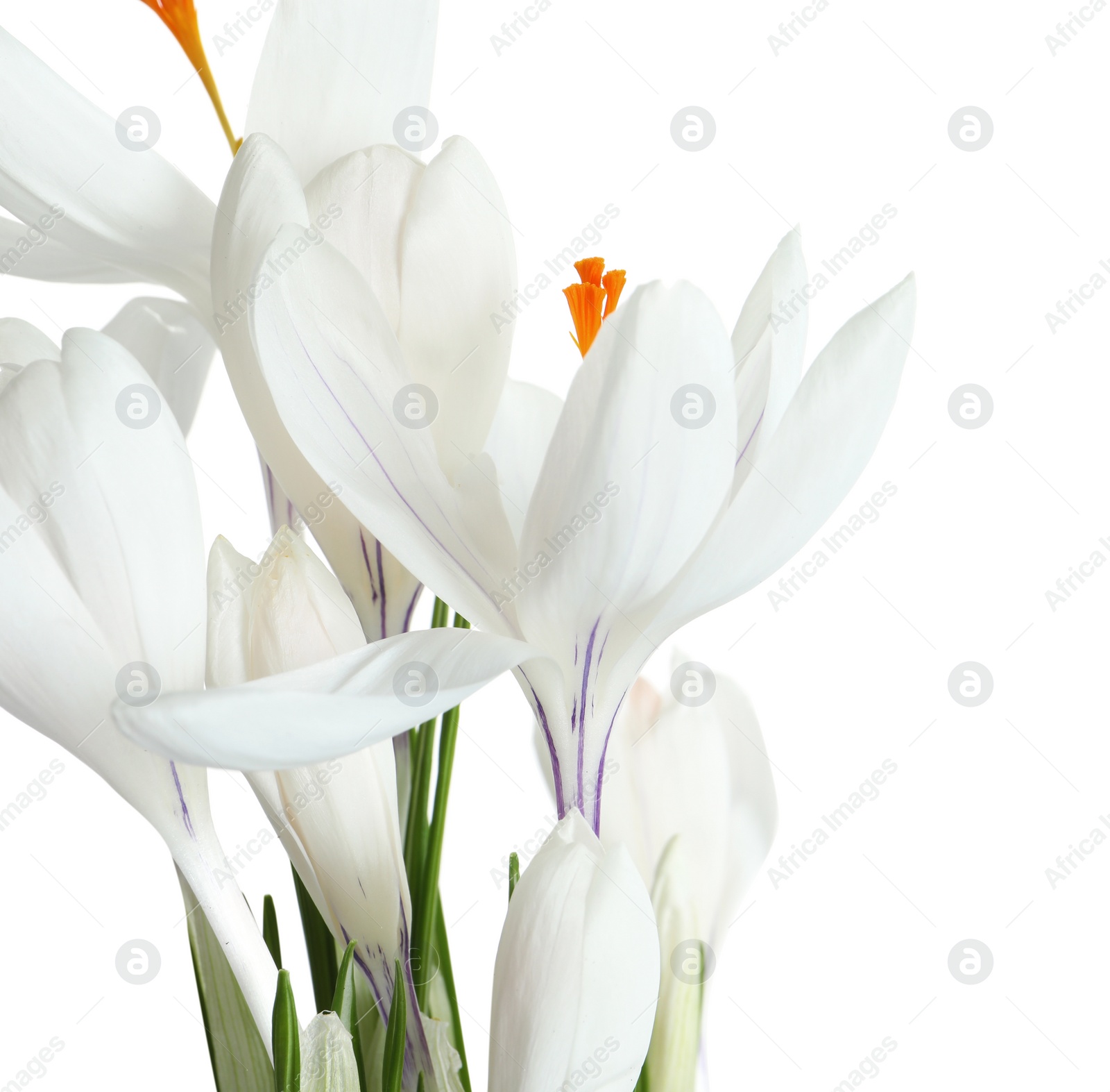 Photo of Beautiful spring crocus flowers on white background