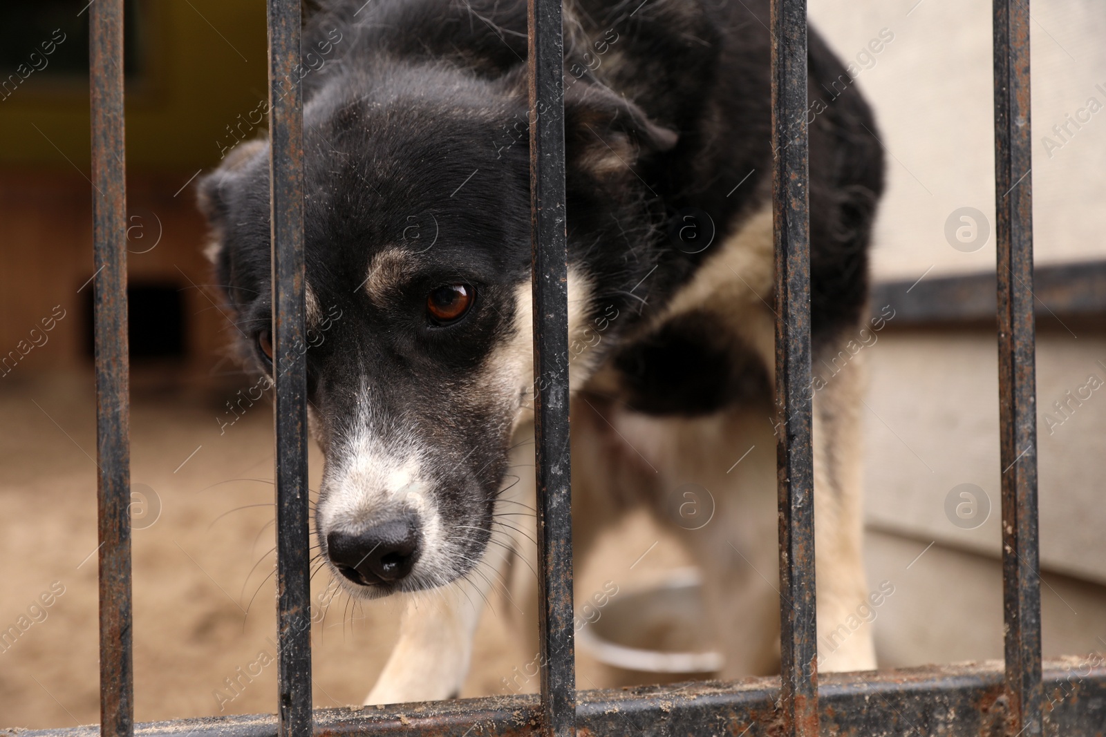 Photo of Homeless dog in cage at animal shelter outdoors. Concept of volunteering