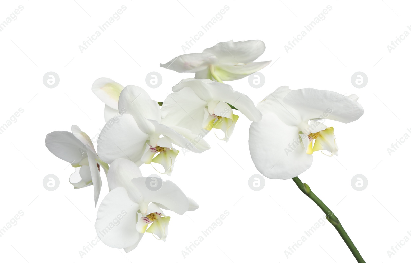 Photo of Branch with beautiful orchid flowers isolated on white