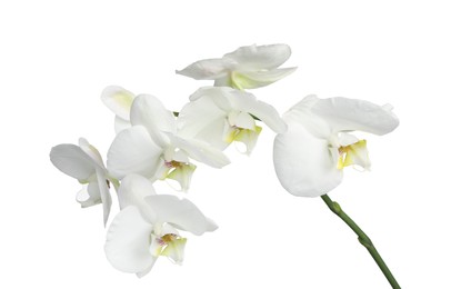 Photo of Branch with beautiful orchid flowers isolated on white