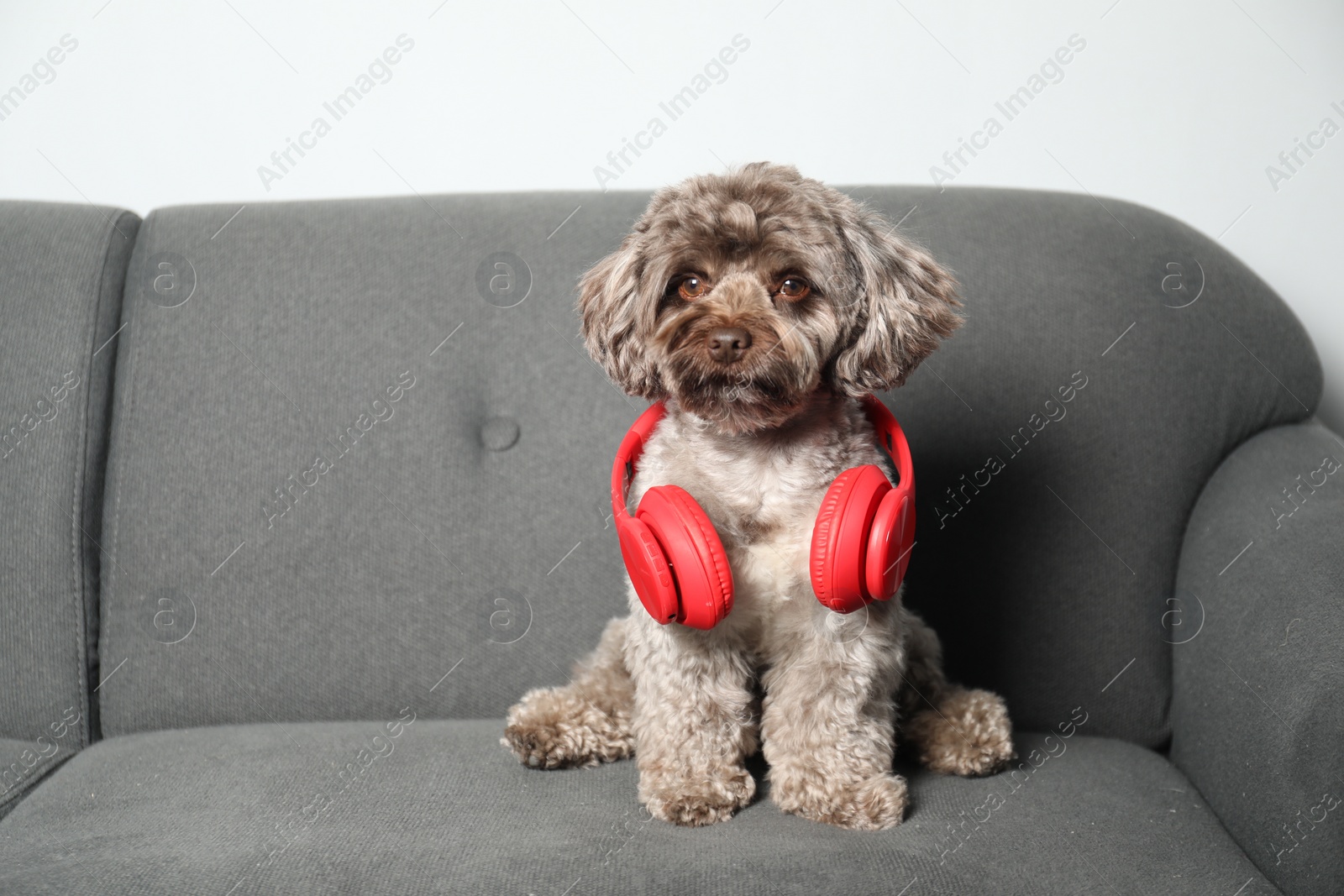 Photo of Cute Maltipoo dog with headphones on sofa indoors, space for text. Lovely pet