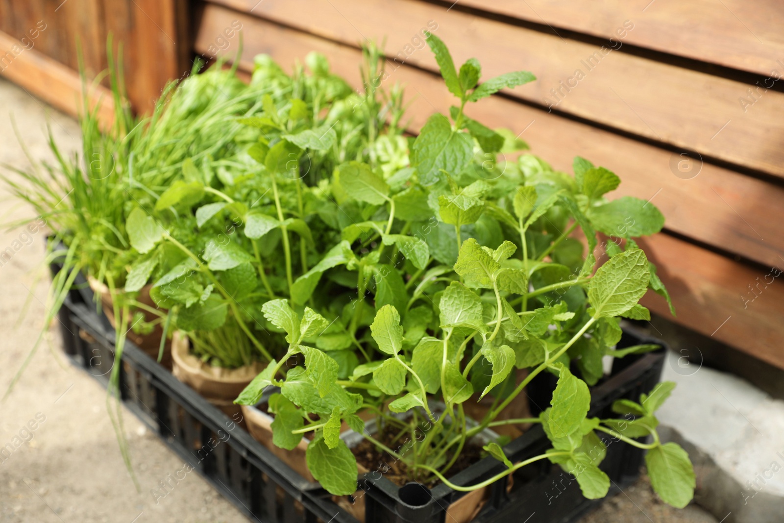 Photo of Different aromatic potted herbs in crate near wooden wall, closeup