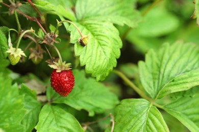 Photo of Small wild strawberries growing outdoors, space for text. Seasonal berries