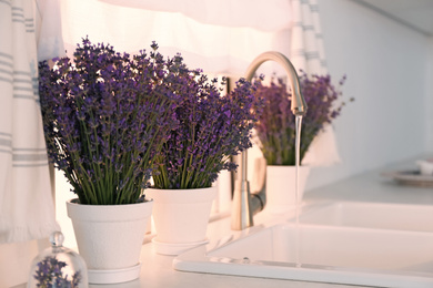 Beautiful lavender flowers on countertop near sink in kitchen