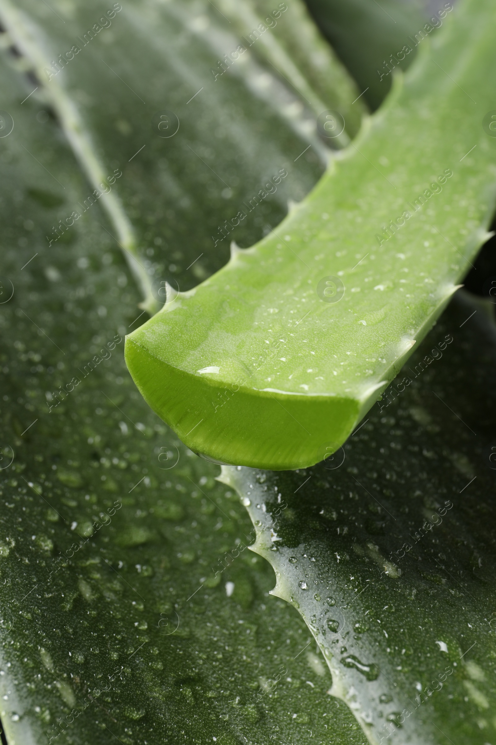 Photo of Fresh aloe vera leaves with water drops as background, closeup