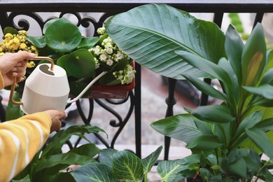 Woman watering beautiful potted houseplants on balcony, closeup