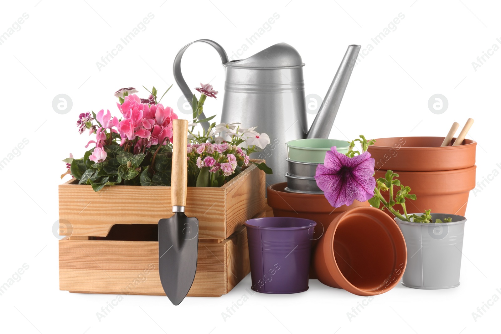 Photo of Beautiful flowers, pots and gardening tools isolated on white