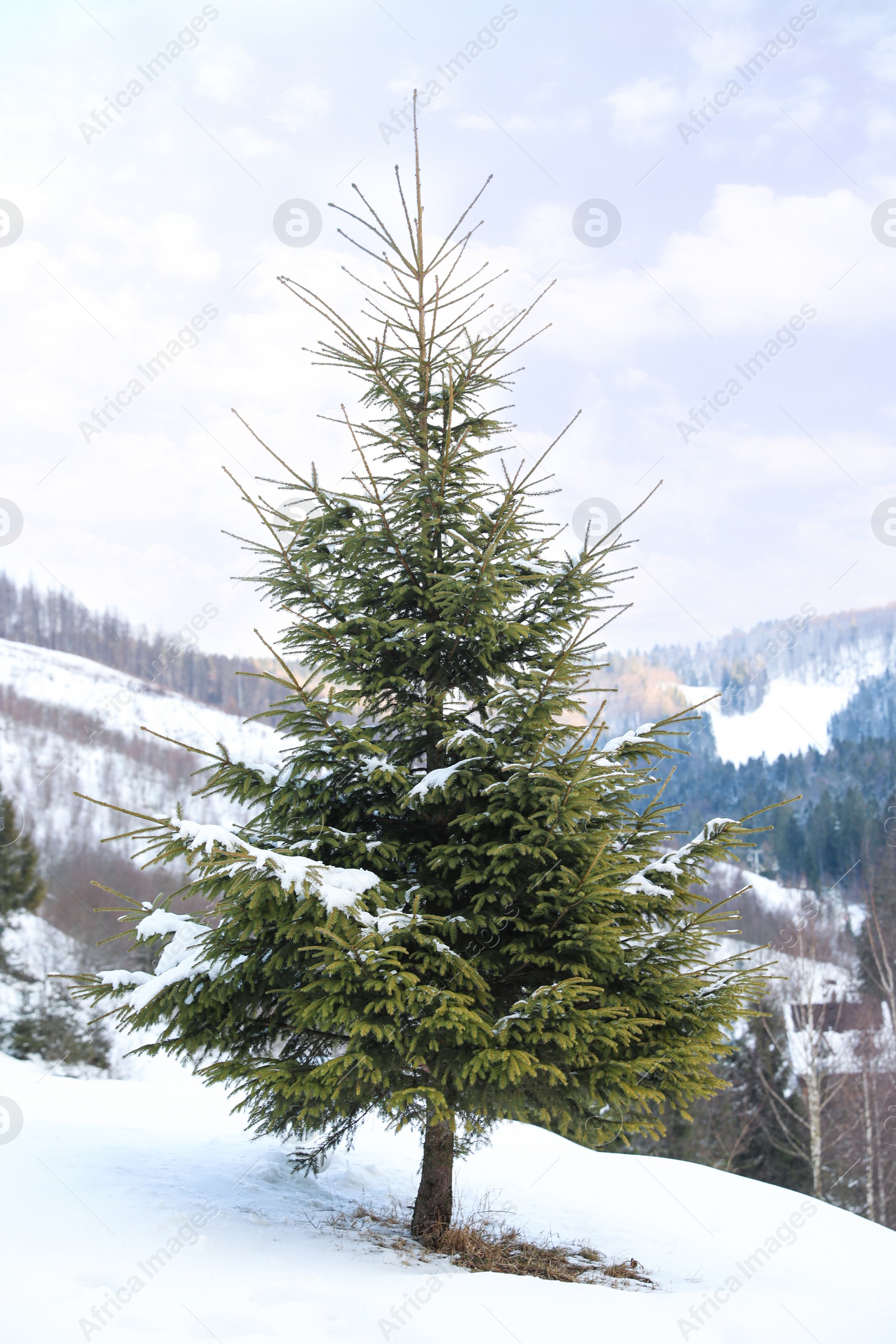 Photo of Beautiful spruce covered with snow outdoors on winter day