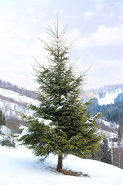 Photo of Beautiful spruce covered with snow outdoors on winter day