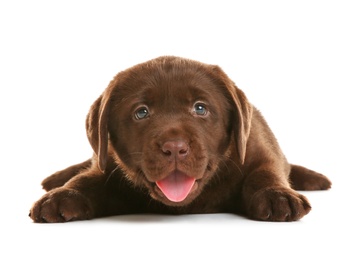 Chocolate Labrador Retriever puppy on white background