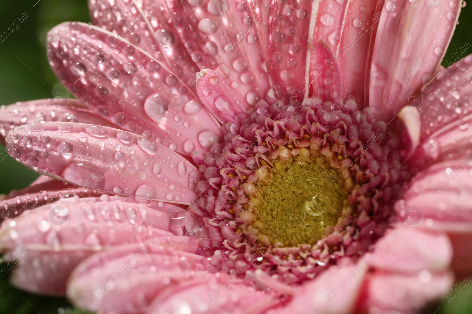 Photo of Closeup view of beautiful blooming flower with dew drops