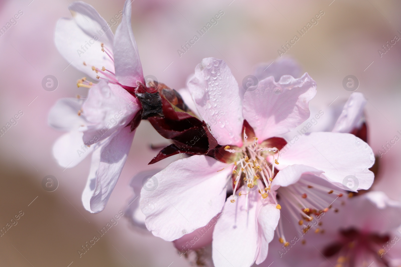 Photo of Beautiful cherry tree blossoms with dew drops outdoors on spring day, closeup