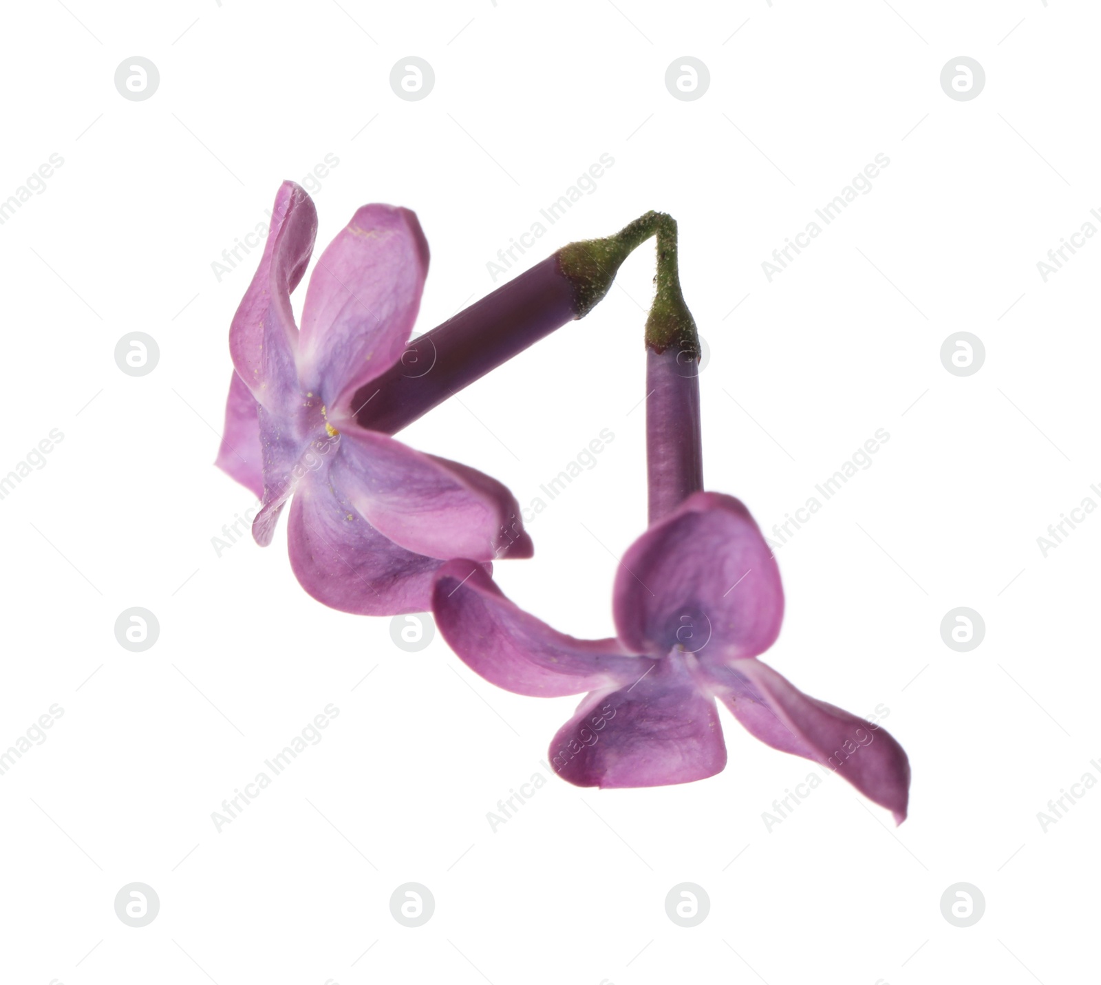 Photo of Beautiful purple lilac blossom isolated on white