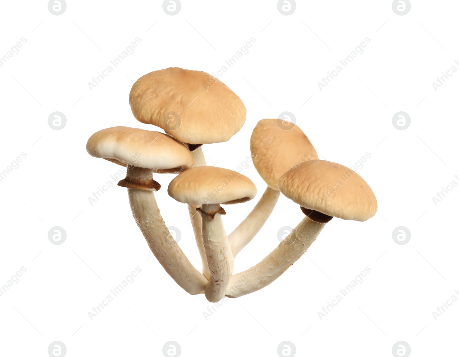 Photo of Fresh wild pioppini mushrooms isolated on white