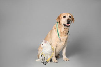 Photo of Cute Labrador dog with stethoscope as veterinarian and cat on grey background