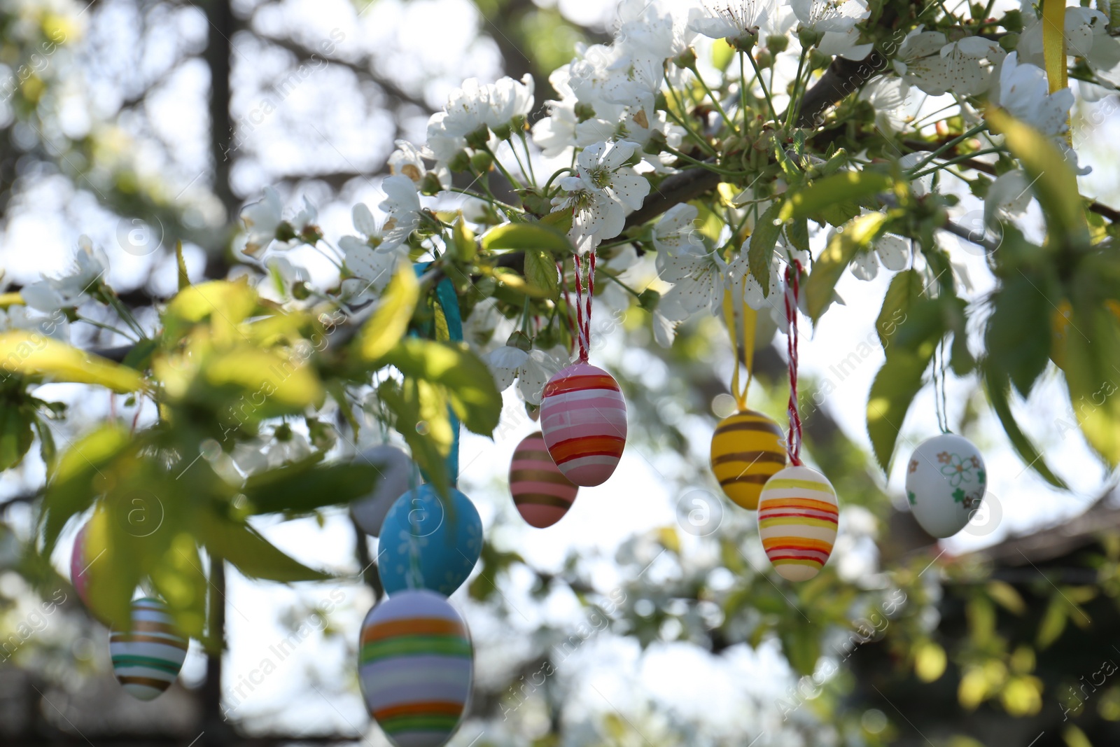 Photo of Beautifully painted Easter eggs hanging on blooming tree outdoors, closeup