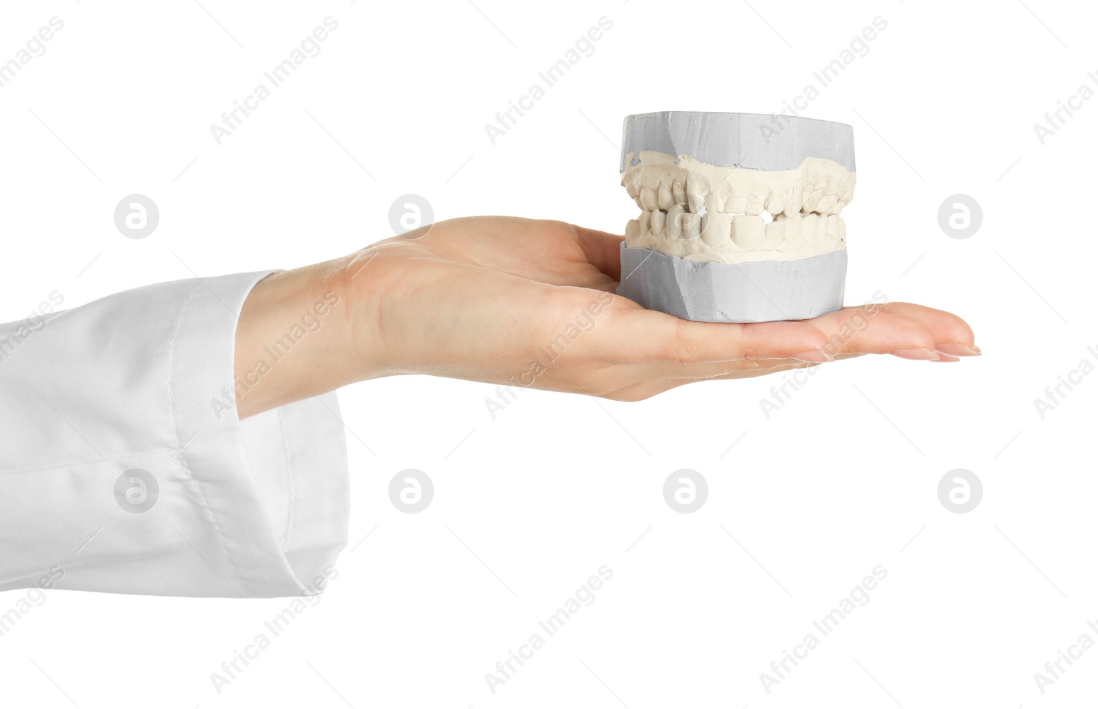 Photo of Doctor holding dental model with jaws on white background, closeup. Cast of teeth