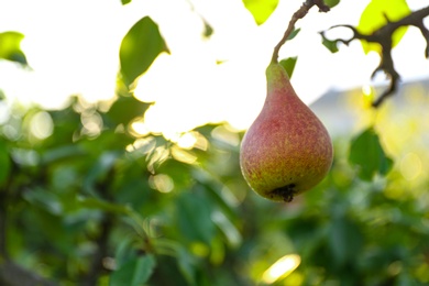 Tasty ripe pear on tree branch outdoors, closeup