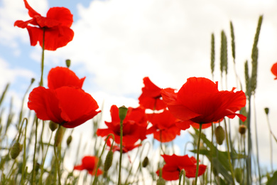 Beautiful red poppy flowers growing in field, closeup