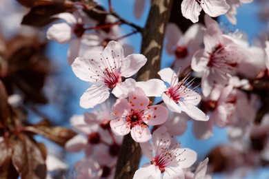 Branch of cherry tree with beautiful pink blossoms outdoors, closeup. Spring season