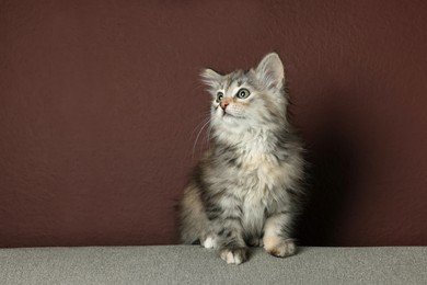 Cute fluffy kitten on sofa near brown wall, space for text