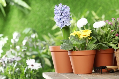 Photo of Potted blooming flowers and gardening equipment on wooden table, space for text