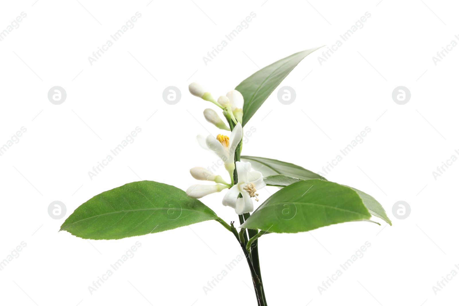 Photo of Branch of beautiful citrus flower isolated on white