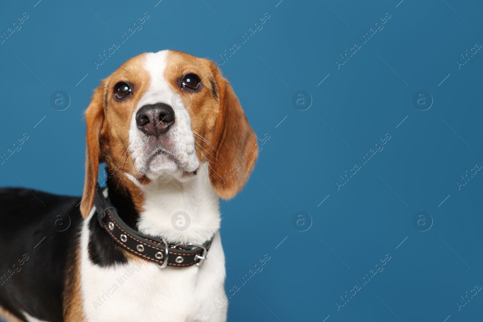 Photo of Adorable Beagle dog in stylish collar on dark blue background. Space for text