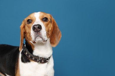 Photo of Adorable Beagle dog in stylish collar on dark blue background. Space for text