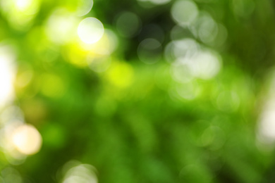 Photo of Abstract nature green background with sun rays, bokeh effect
