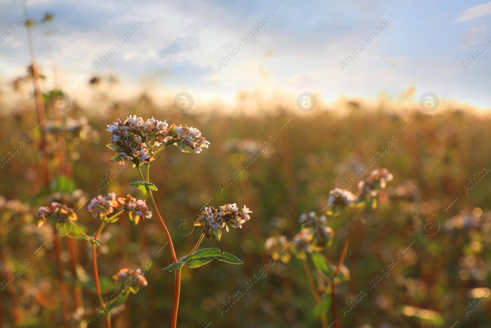 Photo of Many beautiful buckwheat flowers growing in field on sunny day, space for text