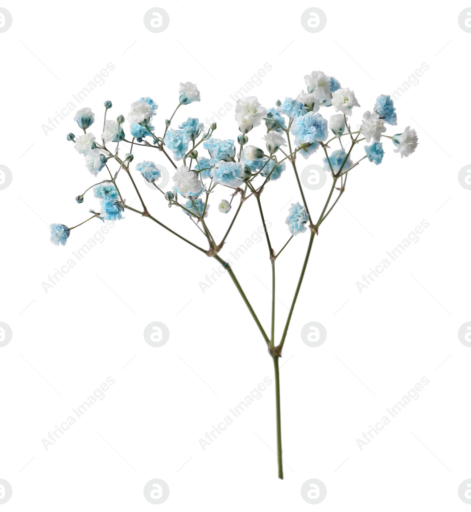 Photo of Beautiful color gypsophila twig isolated on white