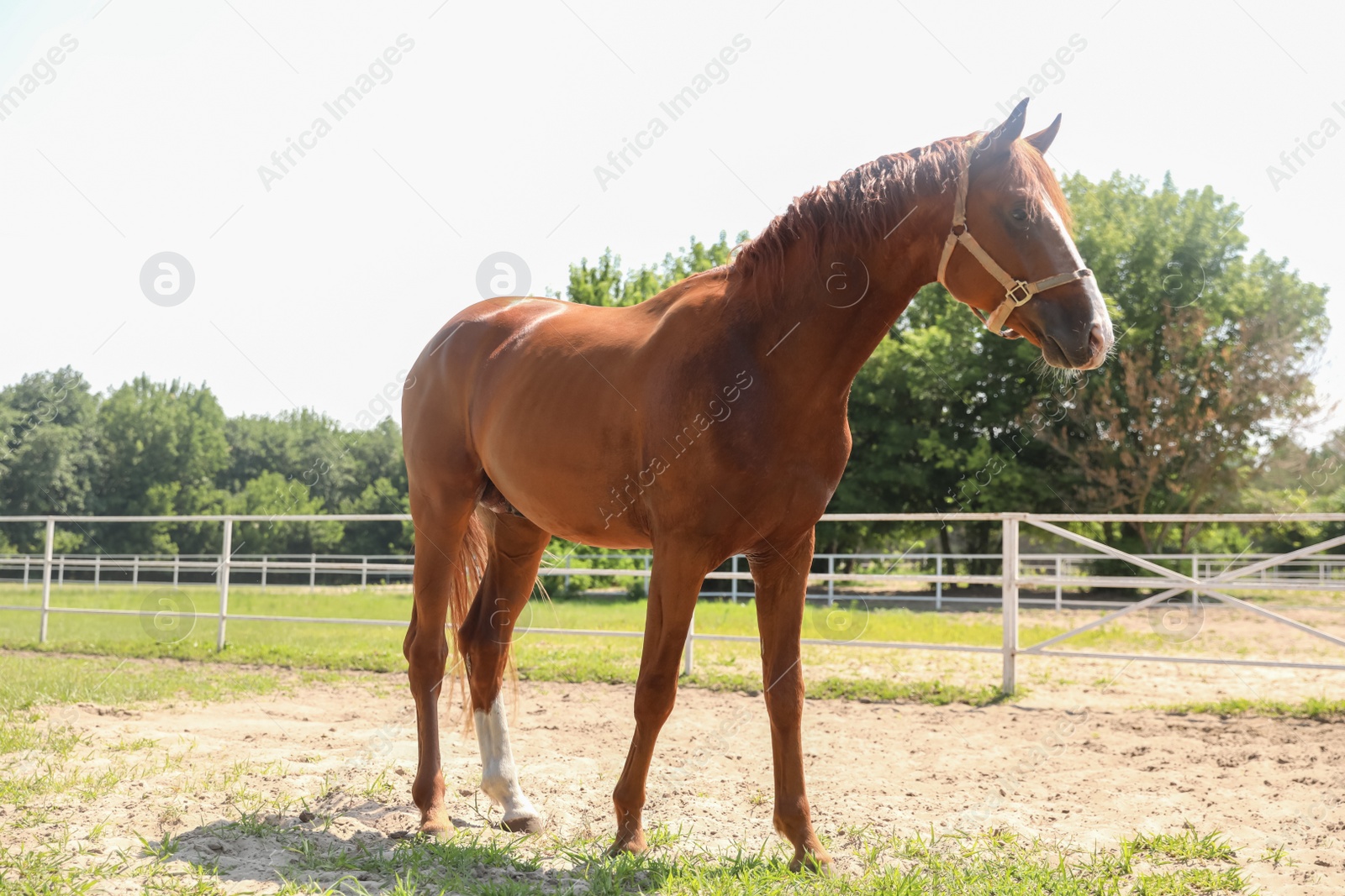 Photo of Chestnut horse in paddock on sunny day. Beautiful pet