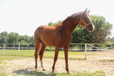 Photo of Chestnut horse in paddock on sunny day. Beautiful pet