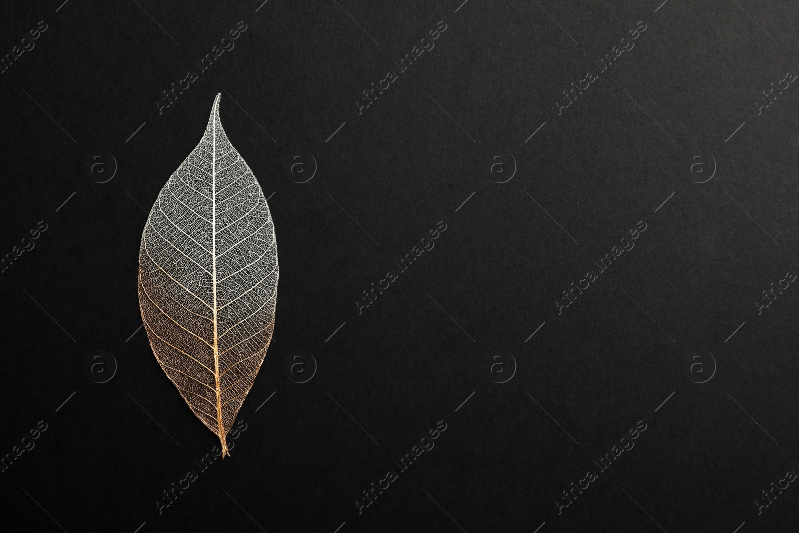 Photo of Beautiful decorative skeleton leaf and space for text on black background, top view