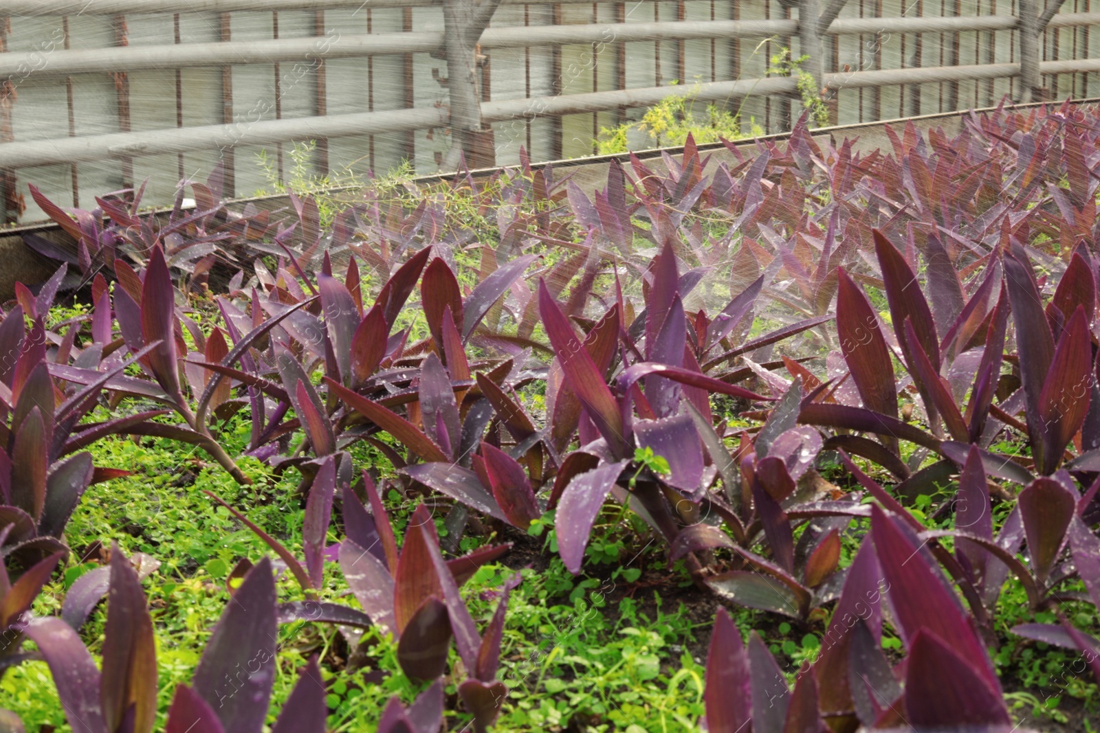 Photo of Watering fresh growing seedlings in greenhouse. Home gardening