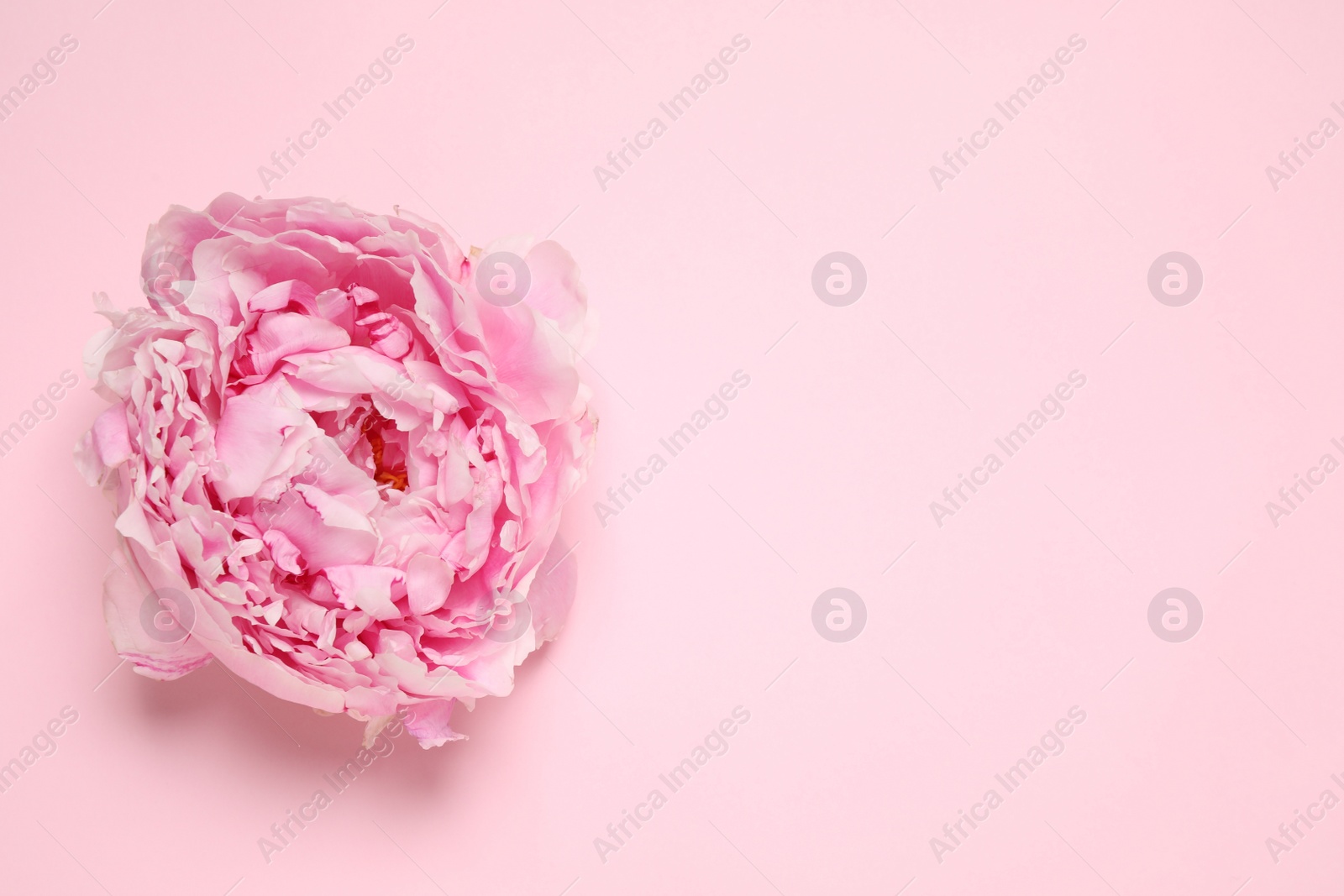 Photo of Beautiful fresh peony on pink background, top view. Space for text