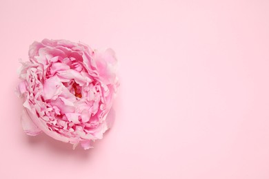 Beautiful fresh peony on pink background, top view. Space for text