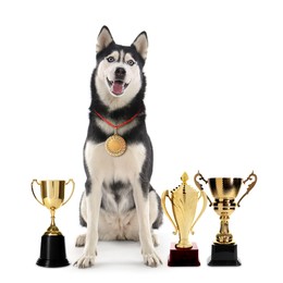 Image of Cute Siberian Husky dog with gold medal and trophy cups on white background