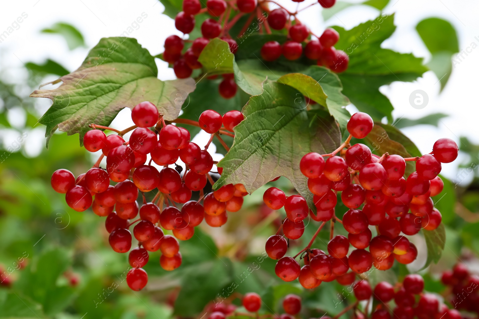 Photo of Beautiful viburnum shrub with ripe berries outdoors