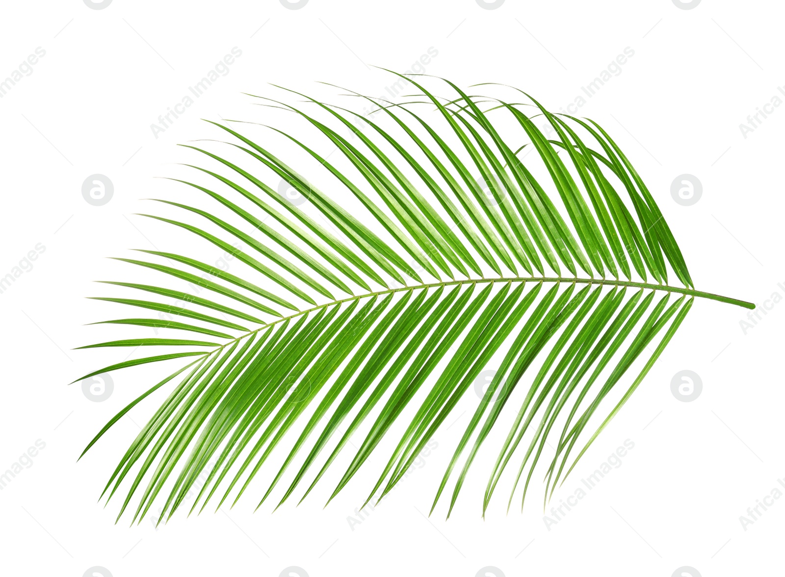 Photo of Beautiful lush tropical leaf isolated on white