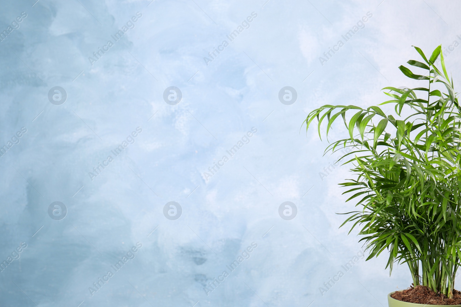 Photo of Beautiful green houseplant in pot on light blue background, space for text