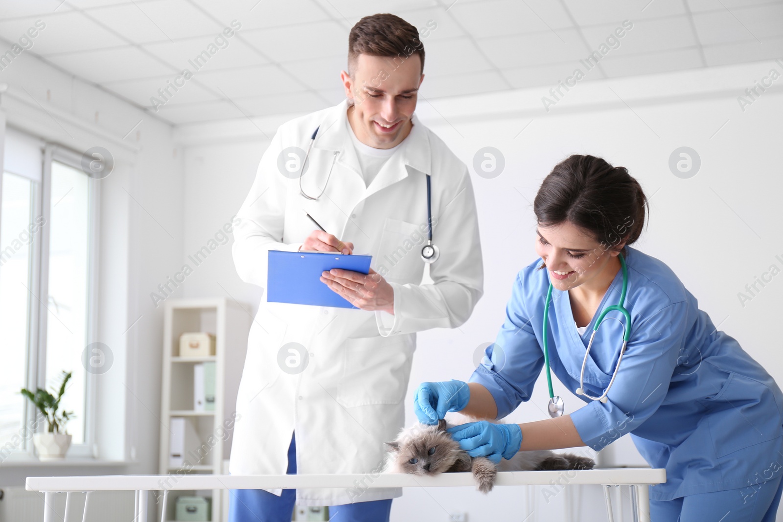 Photo of Young veterinarians examining cat in clinic