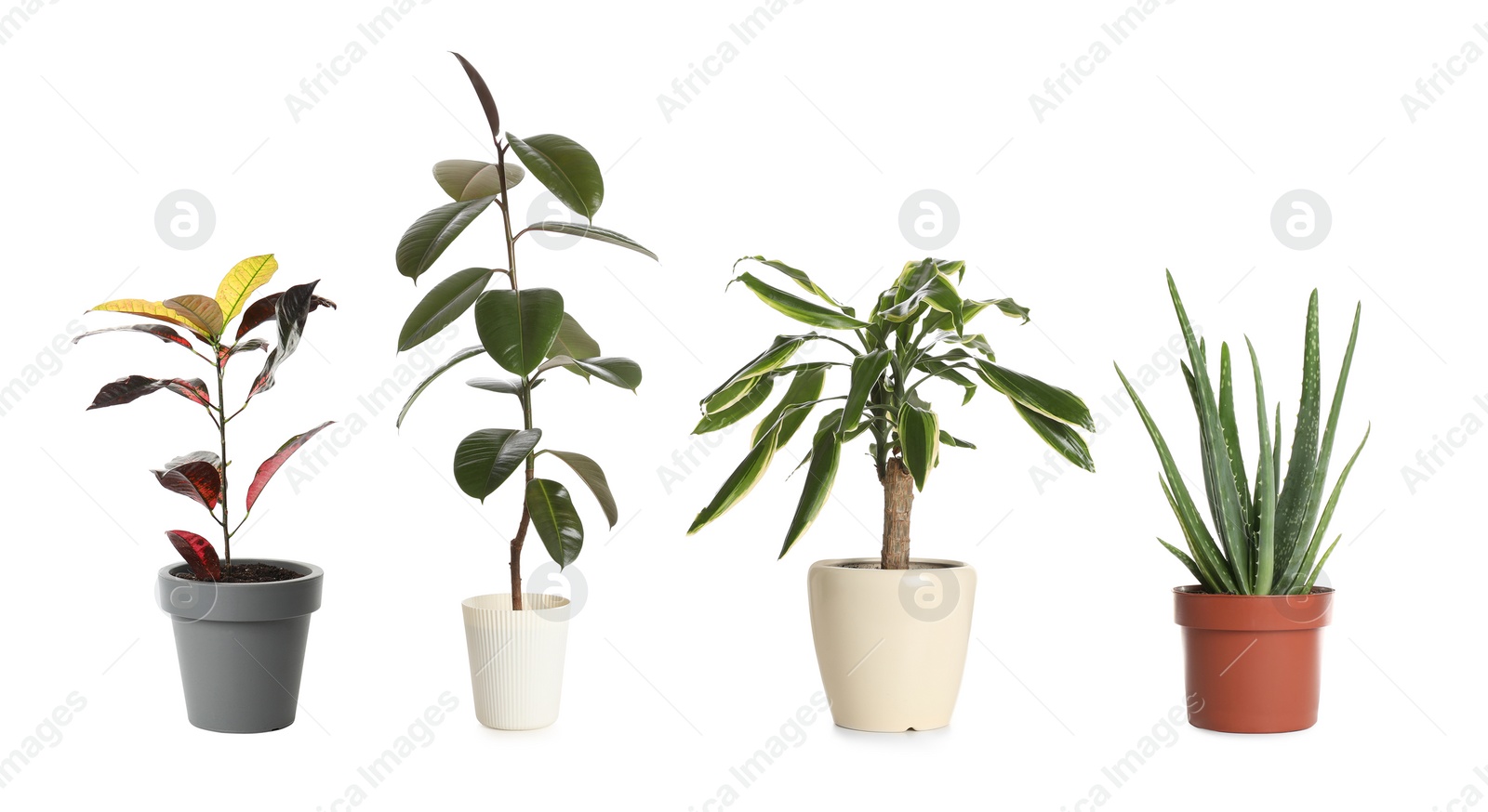 Image of Set of different houseplants in flower pots on white background. Banner design