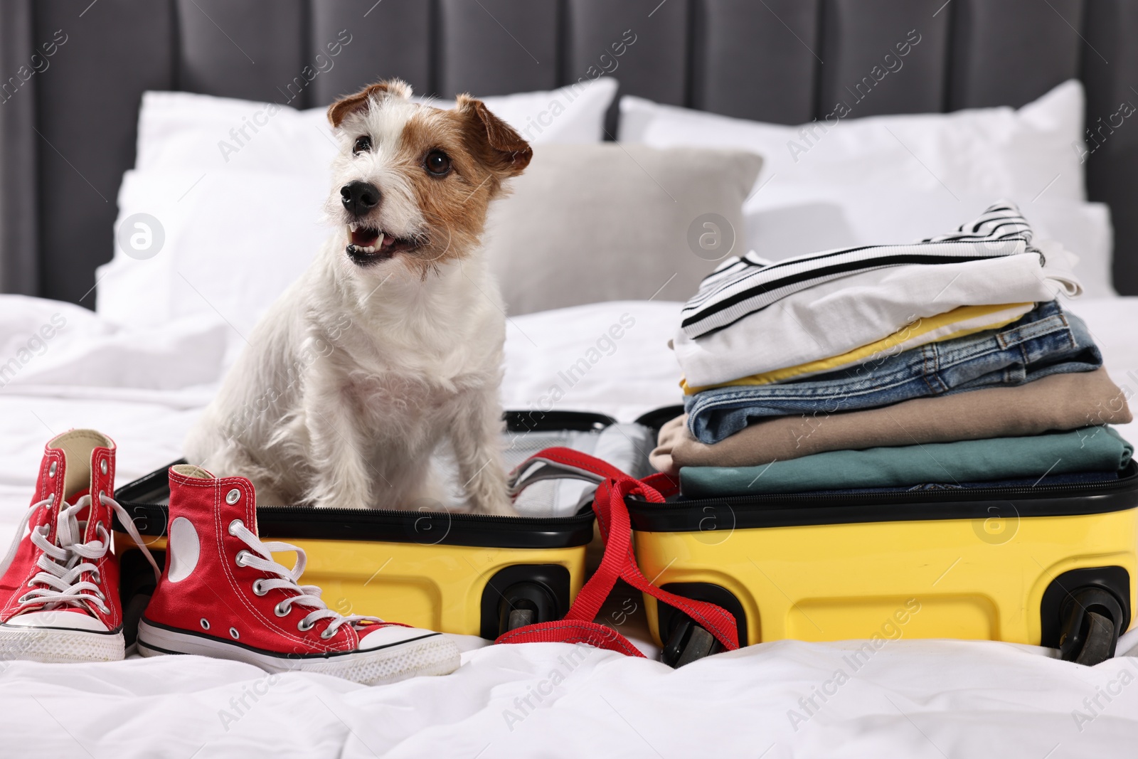 Photo of Travel with pet. Dog, clothes, shoes and suitcase on bed indoors