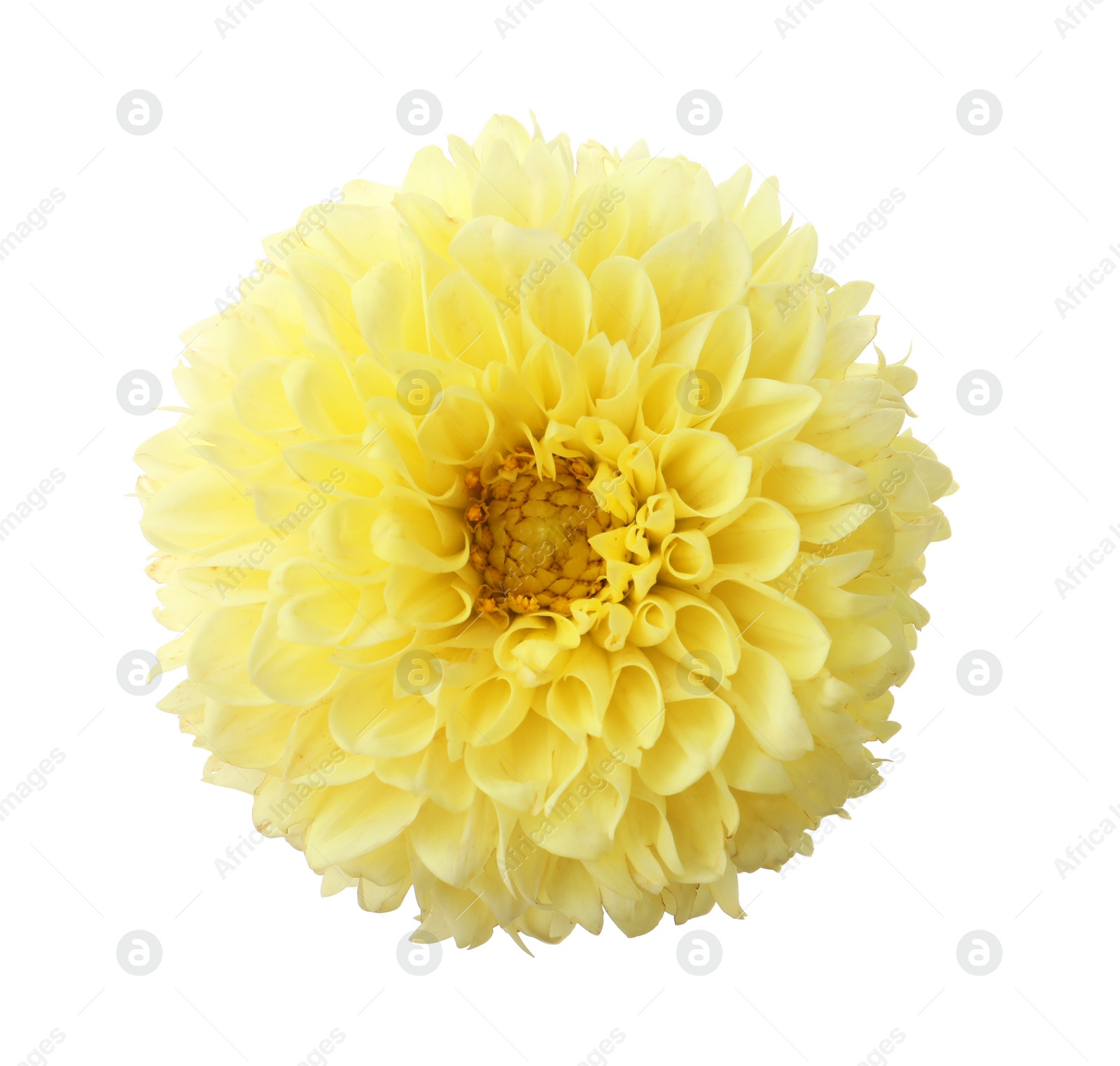 Photo of Beautiful yellow dahlia flower isolated on white