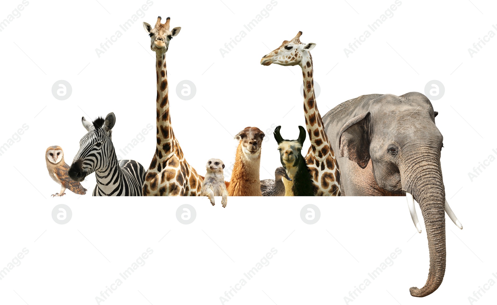 Image of Group of different wild animals standing behind banner on white background, collage