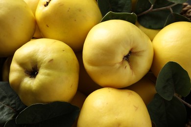 Photo of Fresh ripe organic quinces with leaves as background, closeup
