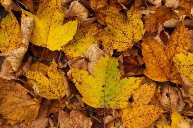 Photo of Beautiful autumn leaves as background, top view